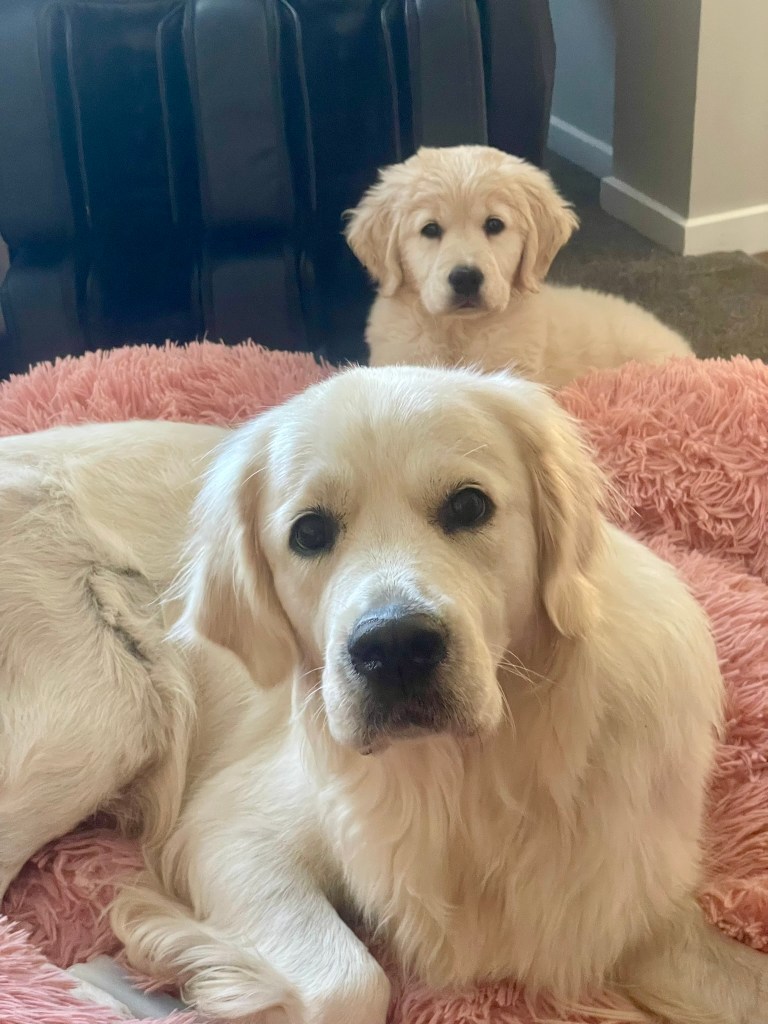 Makoya Golden Retrievers